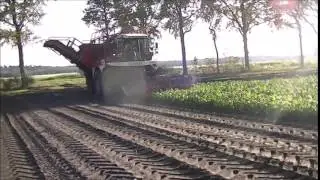 Harvesting Sugar beet with Vervaet 625 Beet Eater
