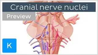 Cranial nerve nuclei: locations and functions (preview) - Human Neuroanatomy |&nbsp;Kenhub