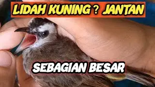 CIRI CIRI TRUCUKAN JANTAN