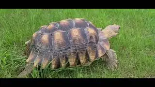 Sulcata Tortoise walking and eating grass :) (no background music)