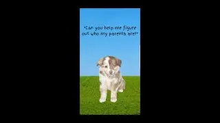 Cute puppy needs help finding his parents quiz game hybrid rare mixed breed adorable dog #shorts