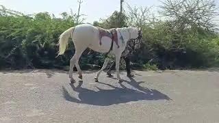 #horse #viral #status #video #youtube #subscribe #new#music #hindi #song #short #shorts