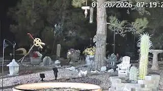 MOJAVE DESERT:LIVE:) LOTS OF BIRDS AND SQUIRRELS:) NATURE SHOW #mojavedesert#nature#squirrels#birds