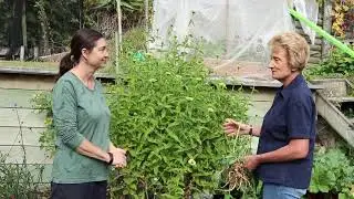 Green Manure Cover Crop
