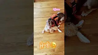 #cute #hug #luna #doll #cute #sweetpuppy