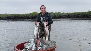 Róbalos,  pargos y roncachos