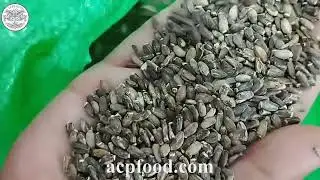 New Stock Milk Thistle Seeds from Silybum marianum Plant - 13000 Kg is Available - June, 2025