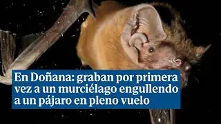 Graban por primera vez a un murci&eacute;lago engullendo a un p&aacute;jaro en pleno vuelo nocturno