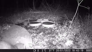 2023 01 28 Faina - Beech Marten - Martes foina CIOCIARIA WILD