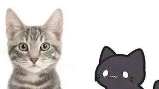 We are all cats!