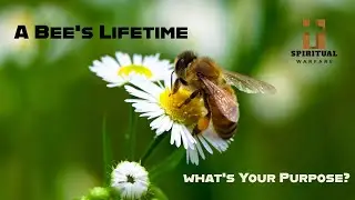 Life Lessons from Bees | Living with Purpose for Jesus Christ
