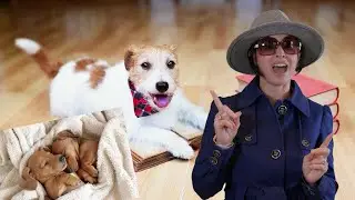 Ms. Mystery - DOGS WAGGING THEIR TAILS - Tell Me Why Series Episode 3