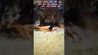 The leopard's secret way of hunting from above,but the deer still escaped #short