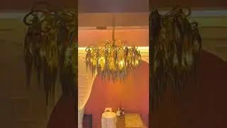 🔥 A Statement of Elegance &ndash; Golden Luxury Chandelier 🔥