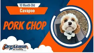 From Ruff to Ready: Pork Chop's Incredible Off-Leash Transformation in Just 2 Weeks!