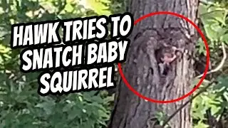 Hawk Attacks Mamma Squirrel to Get Baby