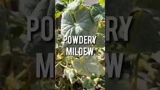 Got powdery mildew? #garden #gardening #fungus #squash #vegetables