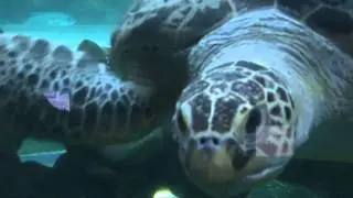Sony HDR-AX2000 Test Footage