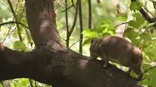 Dendrohyrax validus /  Dam&aacute;n arbor&iacute;cola / oriental Eastern tree hyrax