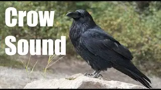 Crow new video 2020  Birds Nest, sounds, sex and Feeding Rymes, Story and sound