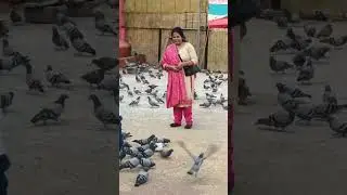 Kabutar #shuklafamily #youtubeshortsvideo #pleasesubscribe