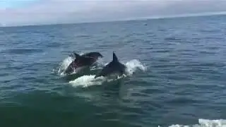 sortie en mer