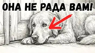 Что чувствует собака за ПЯТЬ минут до вашего возвращения? (Это перевернет представление о верности)