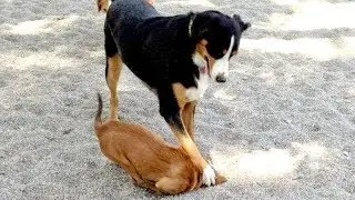 Just look at ALL THE WAYS how DOGS DIG HOLES - You have NO IDEA HOW FUNNY THIS IS!