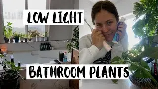 Комнатные растения для ванной комнаты! | Растения, которые я держу в ванной!