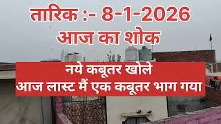 तारिक :- 8-1-2026 आज का शोक (लास्ट मैं एक कबूतर भाग गया )