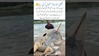 Meet the Sawfish 🦈| Amazing Wildlife Animal #sawfish #naturefacts #wildlife #nature #shorts