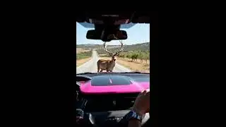 A reindeer's heroic act saves a car driver from danger 🦌⚠️ #reindeer #rescue #shorts