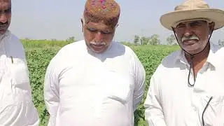 DG NAB DR Najaf Mirza Farm Jam Sahib|excellent cotton crop and sugercane crop,