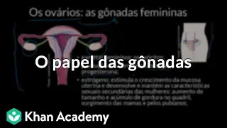 O papel das gônadas