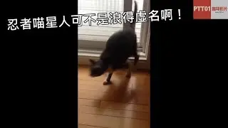 当门缝太窄时 天才喵星人的进门方式是这样的..