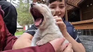 Sled dog puppies snuggle with tourists at Ididaride Sled Dog Tours in Seward.