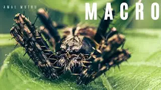MACRO jumping spider  / macro photography / mobile...... 🌿👇👇👇
