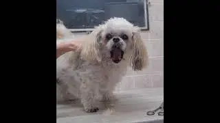 Senior Bichon/Shih-Tzu face & head trim, ear trim & pluck, dog grooming without restraints