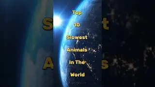 Top 10 Slowest Animals In The World #top10vision #top10facts #top10 #subscribe