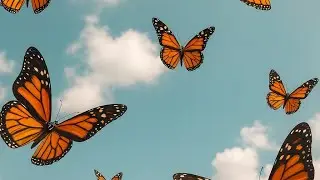 בשארה מאיו- &rlm;أنت-ايه