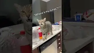 Lux cry meowing for the tunas #catoftheday #cat #kitten #catlovers #cutecat @prettysweetkitties