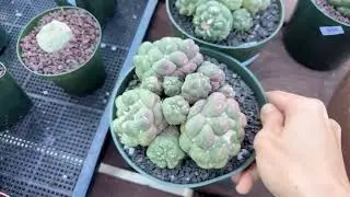 Aeonium+ cactus + cactus are sale at Mimi’s nursery 714-489-1876 ….01 /18/2026