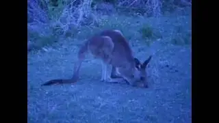 Wallaby eating grass