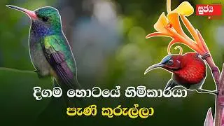 පැණි කුරුල්ලා | දිග ම හොටයේ හිමිකාරයා | Humming Bird