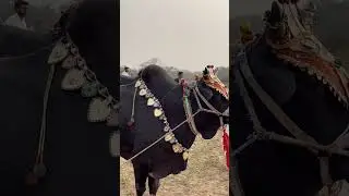 Bull Karah | Murid Chakwal| Kala Shisha #dilshadkapakistan #youtubeshorts #tourism #youtube