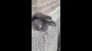 Squirrel Alarm Vocalization
