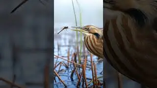 American Bittern vs Dragonfly | A Fierce Encounter | Nature&rsquo;s Tiny Battles #Wildlife #nature