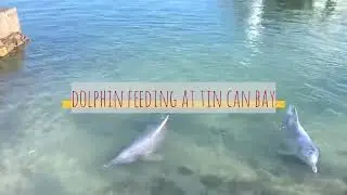 Dolphin Feeding at Tin Can Bay, near Rainbow Beach, Sunshine Coast, Australia