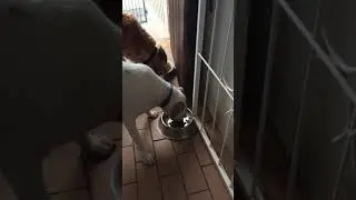 How to Feed Two Dogs Together Without Fighting