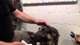 Aggressive German Shepherd Ear Cleaning